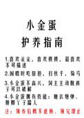 小金蛋护养指南txt