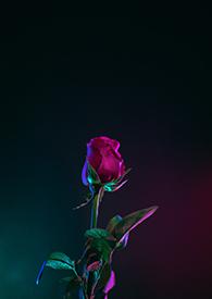 我只想为你唱这首歌